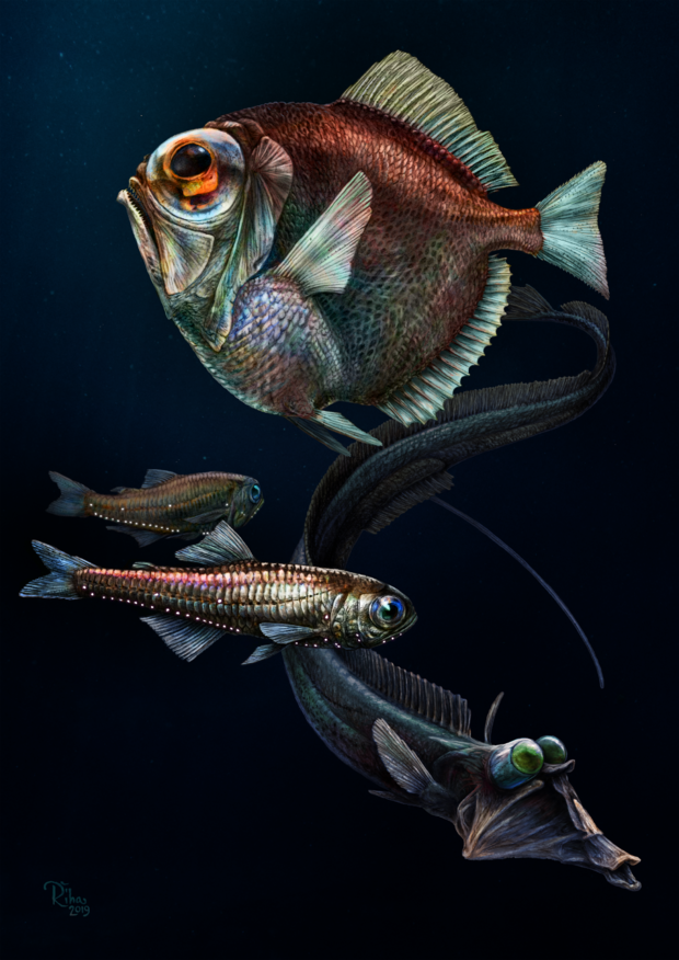alt: Hlubokomořské ryby - ilustrace