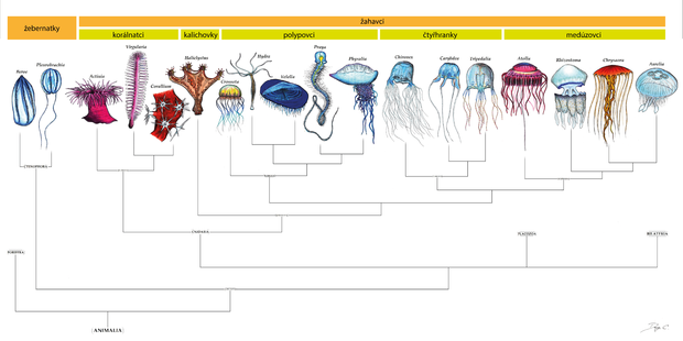 alt: Evoluční strom žahavců. Upraveno podle Danny Cicchetti - CC BY-SA 4.0