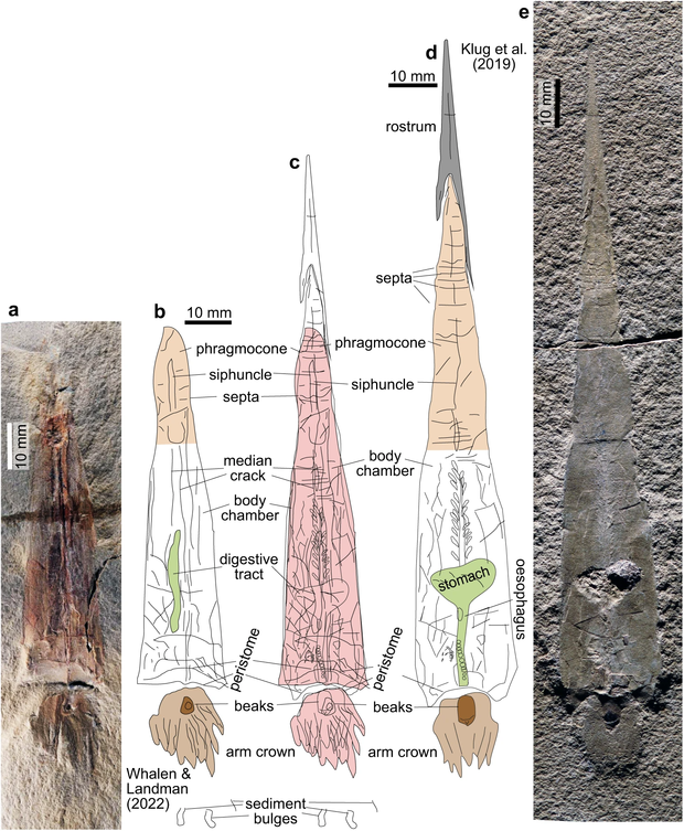 alt: Raní hlavonožci Gordoniconus beargulchensis and Syllipsimopodi bideni z Montany