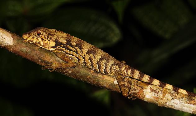 alt: Plaz Ceratophora erdeleni je endemitem Srí Lanky a i on je ohrožen klimatickou změnou. Zdroj: Wikimedia Commons, volné dílo
