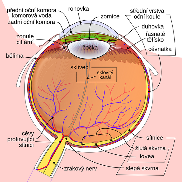 Co je uvnitř oka?