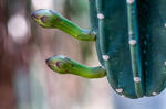 alt: Cereus hexagonus – Guayana, Venezuela. Celou skupinu sloupovitě rostoucích kaktusů nazýváme cereusy. Patří mezi největší kaktusy vůbec. (Foto: Petr Jan Juračka)