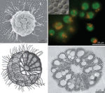 alt: Kolonie mnohobuněčných magnetotaktických prokaryot. Zdroj: Carolina N. Keim, Marcos Farina, Ulysses Lins.