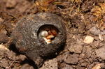 alt: Smrdutá školka – potravní koule hrobaříků (v původním stavu bílá laboratorní myš) osídlená již odrostlými larvami. Foto: Petr Šípek