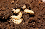alt: Téměř dospělé larvy hrobaříků spotřebovaly skoro celou potravní kouli a již brzy se budou kuklit. Foto: Petr Šípek