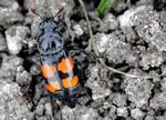 alt: Stepním prvkem naší fauny je i vzácný hrobařík Nicrophorus sepultor. Foto: Petr Šípek