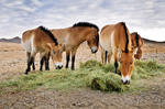 alt: Podle fotografií Petra Jana Juračky se koňům Převalského daří v mongolském Khomiin Talu skvěle!  