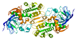 alt: Enzym alkohol dehydrogenasa (na snímku) přeměňuje ethanol na toxický acetaldehyd za vzniku molekuly NADH. Zdroj ilustrace: Wikipedia.