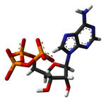 alt: Enzym acetaldehyd dehydrogenasa přeměňuje acetaldehyd na acetát za vzniku molekuly NADH (na snímku).