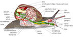 alt: Anatomie hlemýždě. Autor: Jeff Dahl.