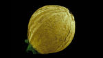 alt: Koriandr setý (Coriandrum sativum) - semeno. Foto: Viktor Sýkora