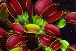 alt: Mucholapka podivná (Dionaea muscipula)