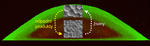 alt: Příčný řez diferencovanou kolonií. Dolní (červené) buňky kolonie poskytují živiny horním (zeleným) buňkám, které se metabolicky podobají savčím nádorovým buňkám.
