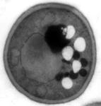 alt: Saccharomyces cerevisiae (pivní kvasinka). Zdroj: PřF UK