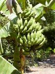 alt: Banánovník (Musa) se zrajícími plody.