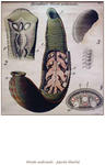 alt: Deník obsahuje řadu krásných historických anatomických zobrazení s popisky. Foto: PřF UK