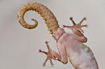 alt: Co dělají gekoni v noci? I to se letos dozvíte. Foto: Petr Jan Juračka