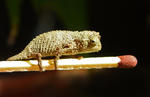 alt: Chameleonek. Dospělci rodu chamelonků Rieppeleon brevicaudatus dosahují sotva 5 cm. O velikosti tohoto čerstvě vylíhlého mláděte si můžete udělat obrázek sami. Autor: Petr Šípek