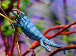 alt: Chameleon pardálí (Furcifer pardalis). Foto: Wikipedie.com