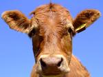 alt: Kráva je zvířecím rekordmanem v prdění. Ověřeno vědeckými studiemi!