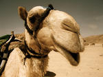 alt: Velbloud dvouhrbý (Camelus bactrianus) na tom s produkcí 58 kg metanu ročně také není špatně :-)