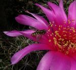 alt: Potenciální opylovač kaktusových květů – pestřenka na květu druhu Echinopsis cardenasiana.