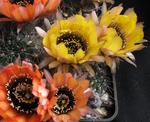 alt: Lobivia jajoiana var. vatteri. Příklad druhu s dvoubarevnými květy (žlutými či oranžovými; jedinci jsou v barvě velmi proměnliví) s černým středem. Květy tohoto druhu jsou extrémně pomíjivé, vydrží otevřené jediný den.