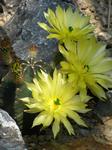alt: Echinocereus subinermis – příklad ve dne kvetoucího druhu s široce otevřenými žlutými květy, které jsou poměrně trvanlivé – vydrží otevřené 3–4 dny. To je však mezi kaktusy spíše výjimka.