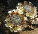 alt: Mammillaria bocasana – příklad druhu s četnými drobnými kvítky uspořádanými do věnečku. 