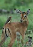 alt: Impala patří k nejběžnějším antilopám. Pták klubák červenozobý je zatím také hojný. Protože je ale závislý na velkých savcích, jimž vykusuje ze srsti parazity, je jeho osud svázán s osudem těchto čím dál vzácnějších zvířat. Foto: Katedra ekologie PřF UK