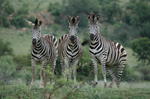 alt: Zebra stepní je nejrozšířenějším druhem zeber. Její vzácnější poddruh zebra kvaga, který měl pruhování jen na hlavě a na krku, byl ovšem vzácnější a už vyhynul.  Příbuzná zebra horská dnes žije jen na několika malých územích v jižní Africe. Proto jí také hrozí brzké vyhynutí. Foto: Katedra ekologie PřF UK