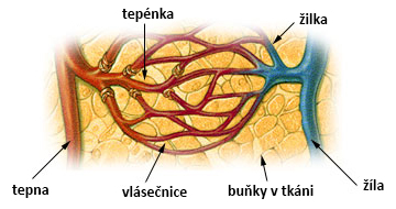 alt: Krevní vlásečnice *(kapiláry)* jsou tenké cévy propojující tepny s žílami. Zdroj Wikimedia Commons, volné dílo.