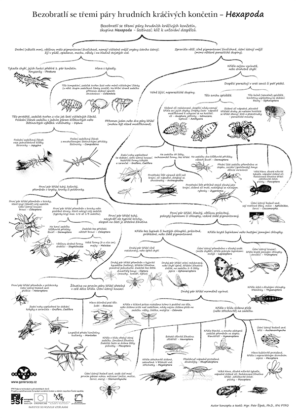 alt: Plakát pro určování šestinohých bezobratlých, který máme připraven jako dárek pro registrované Přírodovědce.